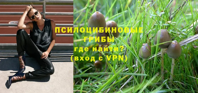 цена наркотик  mega зеркало  Галлюциногенные грибы Psilocybe  Грязи 